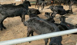 山羊交配视频,自然繁殖的生动写照