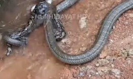 眼镜王蛇视频,惊心动魄的丛林猎杀