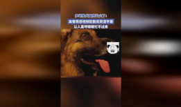 警犬交配视频,见证忠诚与生命的传承