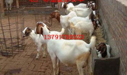 山羊交配视频,自然繁殖的生动写照